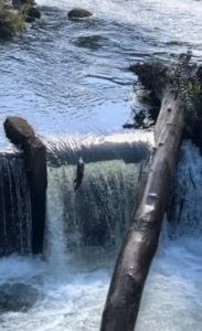 The salmon swim upstream in the Deschutes river where it ends its life cycle. 