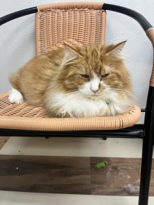 Resident cat at the cafe watches over the newly arrived kittens!